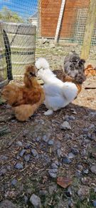 Usa Silkie Chicks And Fertile Eggs