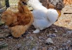 Usa Silkie Chicks And Fertile Eggs