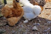 Usa Silkie Chicks And Fertile Eggs