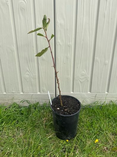 plant