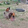 Chickens, (Cockerels and Pullets) Image 8