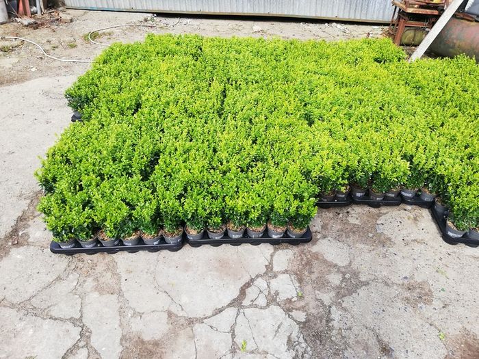 Box Hedging