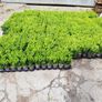 Box Hedging Image 4