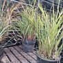 Selection of grasses Image 4