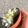 plant Image 4