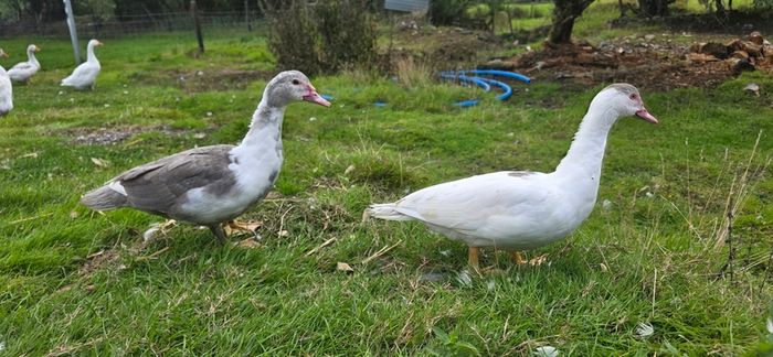 Muscovy ducks 3 months old