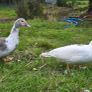 Muscovy ducks 3 months old Image 8