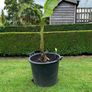 Bananas Plants Image 6