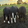 Store Heifers Image 4