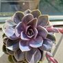 Echeveria Image 2
