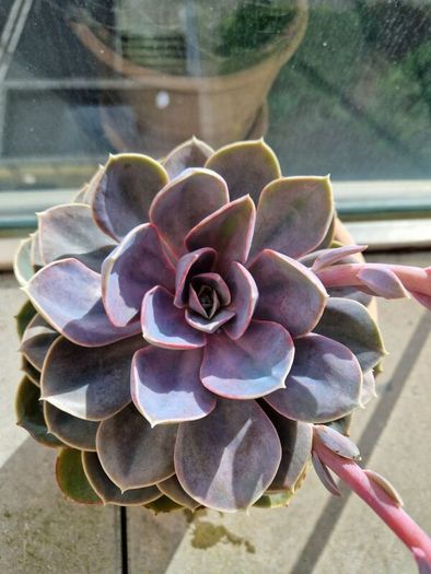 Echeveria