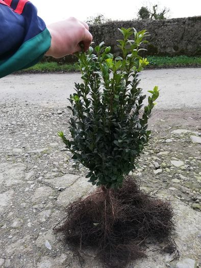 Box Hedging