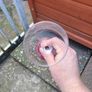 wine glass Image 4