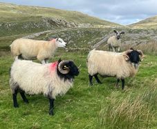 Blackface Rams