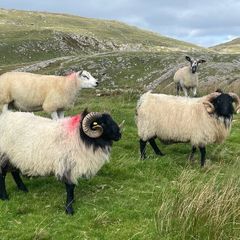 Blackface Rams