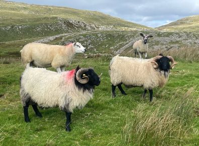 Blackface Rams