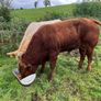 Cattle Image 5