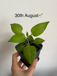 Plant - Paprika/bell pepper seedling