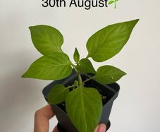 Plant - Paprika/bell pepper seedling