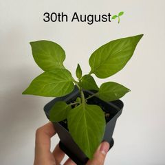 Plant - Paprika/bell pepper seedling