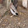 Ducks, Drakes, Ducklings Image 2
