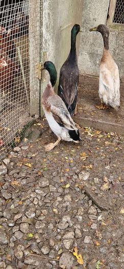 Ducks, Drakes, Ducklings