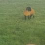 Pedigree registered suffolk ram lambs Image 6