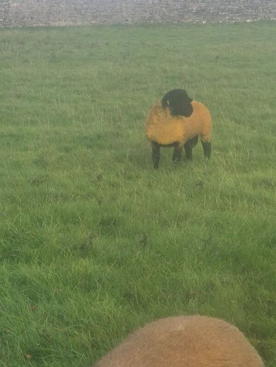 Pedigree registered suffolk ram lambs