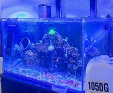 marine fish tank
