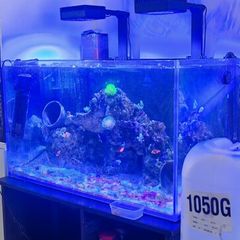 marine fish tank