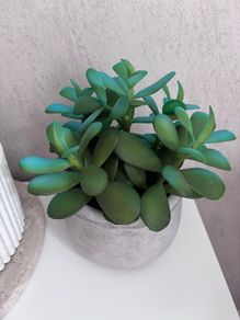 arificial plant with stone pot