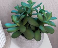 arificial plant with stone pot