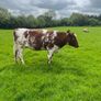 Shorthorn breeding heifer Image 2
