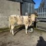 Cow makers castlerea mart Image 2
