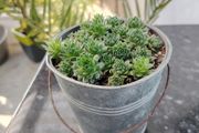 Bucket of Baby Succulents