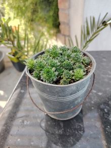 Bucket of Baby Succulents
