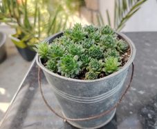 Bucket of Baby Succulents