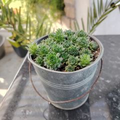 Bucket of Baby Succulents