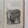 The Red True Story Book (1921) - Andrew Lang - Vintage Illustrated Children's Book - Vintage Childrens Story Book Image 4