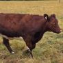 Pedigree Shorthorn Heifers Image 8
