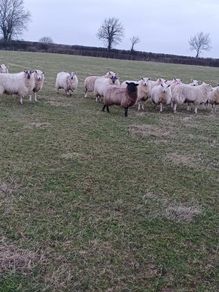 Ewe Lambs