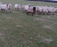 Ewe Lambs