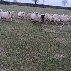 Ewe Lambs