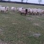 Ewe Lambs Image 2