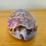 Beautiful Carved Tiger Cowrie Shell Image 4