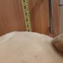 Giant Winnie Pooh Image 10