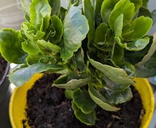 Kalanchoe indoor plants