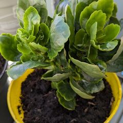 Kalanchoe indoor plants