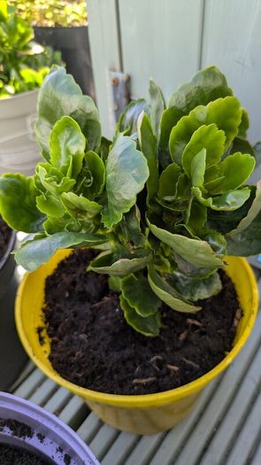 Kalanchoe indoor plants