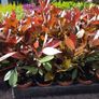 Red Robin Hedging two euro Image 3